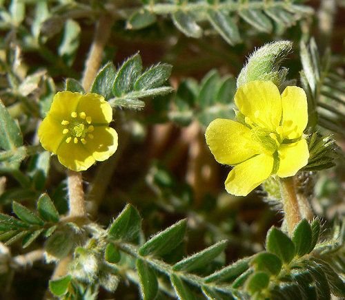 Tribulus terrestris comprar online